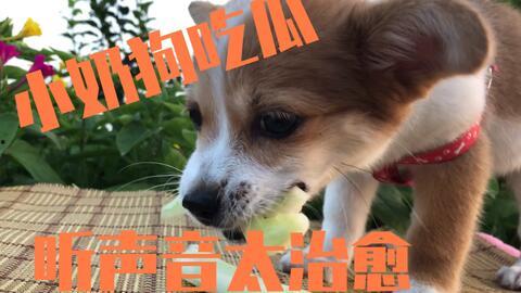 娱乐吃瓜酱送小狗,暖心情怀传递爱心瞬间 第1张 娱乐吃瓜酱送小狗,暖心情怀传递爱心瞬间 第1张