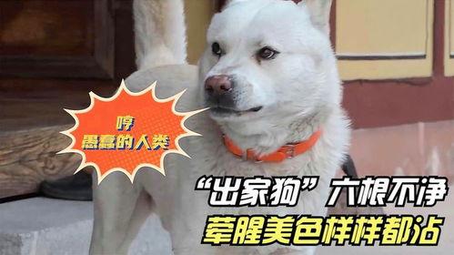 娱乐吃瓜酱寺庙里的小狗,见证信仰与生命的温馨瞬间 第3张 娱乐吃瓜酱寺庙里的小狗,见证信仰与生命的温馨瞬间 第3张