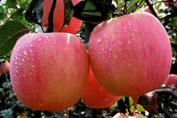 5.1吃瓜网官网苹果版,轻松畅享最新娱乐资讯,尽在掌握 第3张 5.1吃瓜网官网苹果版,轻松畅享最新娱乐资讯,尽在掌握 第3张