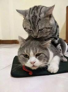 娱乐吃瓜猫捉鸟是真的吗,娱乐吃瓜猫捉鸟事件,真相究竟如何? 第2张 娱乐吃瓜猫捉鸟是真的吗,娱乐吃瓜猫捉鸟事件,真相究竟如何? 第2张