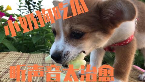 娱乐吃瓜狗,吃瓜狗带你探秘明星幕后故事  第2张