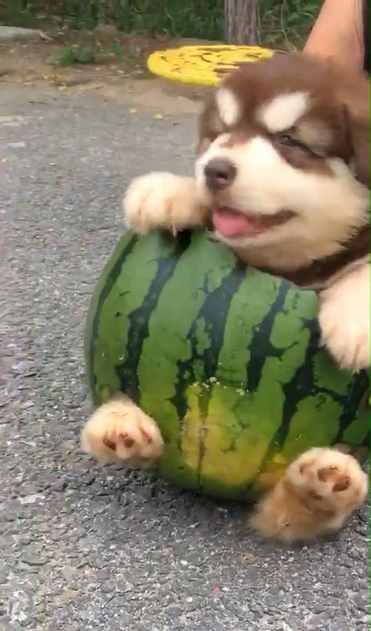 娱乐吃瓜狗,吃瓜狗带你探秘明星幕后故事  第3张