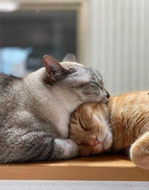 娱乐吃瓜酱猫妈,揭秘娱乐圈背后的温馨故事 第2张 娱乐吃瓜酱猫妈,揭秘娱乐圈背后的温馨故事 第2张