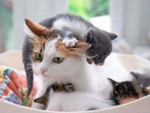 娱乐吃瓜酱猫妈,揭秘娱乐圈背后的温馨故事 第3张 娱乐吃瓜酱猫妈,揭秘娱乐圈背后的温馨故事 第3张