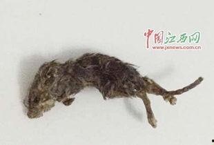 穷人养鼠大法娱乐吃瓜,趣味养鼠,吃瓜乐趣无限 第2张 穷人养鼠大法娱乐吃瓜,趣味养鼠,吃瓜乐趣无限 第2张