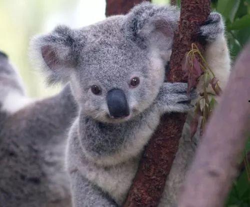 娱乐吃瓜酱考拉,揭秘娱乐圈那些不为人知的幕后故事 第2张 娱乐吃瓜酱考拉,揭秘娱乐圈那些不为人知的幕后故事 第2张